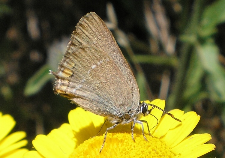 Ancora Lycaenidae da identificare